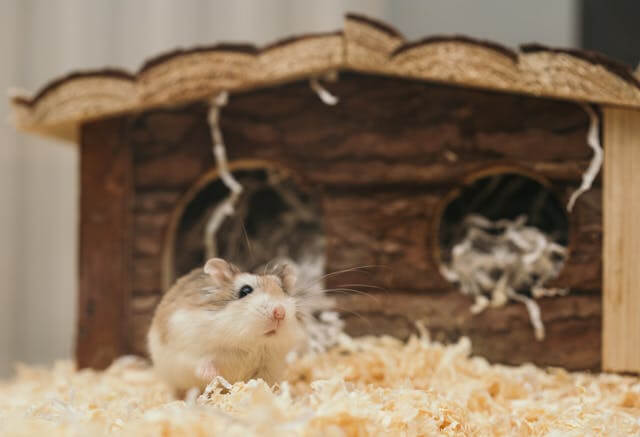Cât trăiește un hamster?