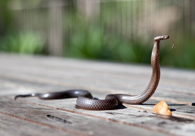 Ce înseamnă când vezi un șarpe în curte?