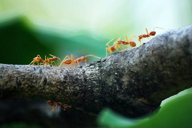 Cum scăpăm de furnici?